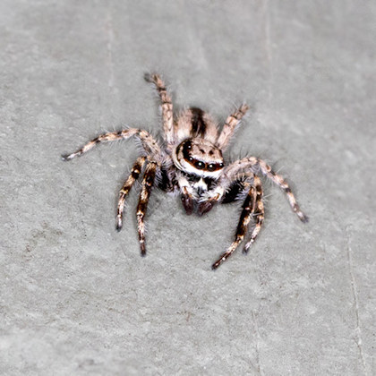 Jumping Spider (Menemerus bivittatus) (Menemerus bivittatus)